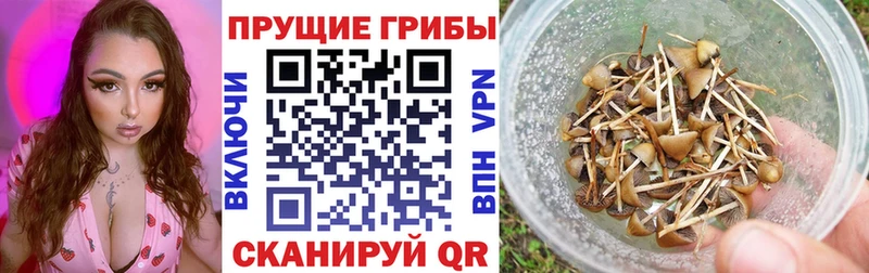 Галлюциногенные грибы мухоморы  хочу наркоту  Мончегорск 